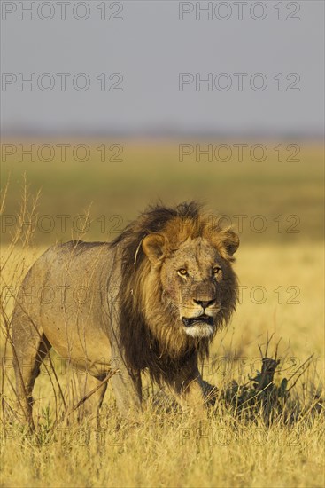 Lion (Panthera leo)