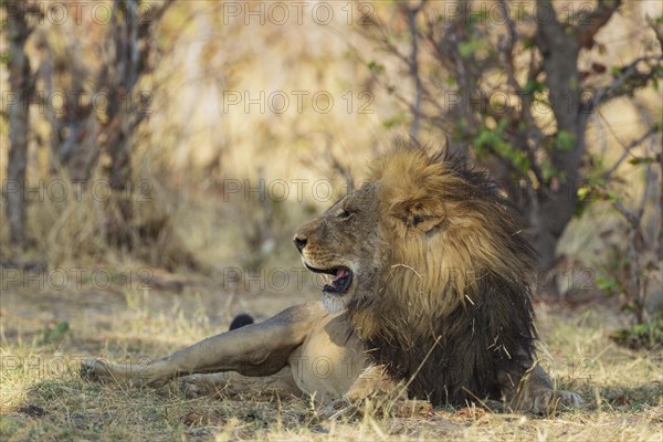 Lion (Panthera leo)