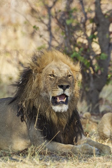Lion (Panthera leo)