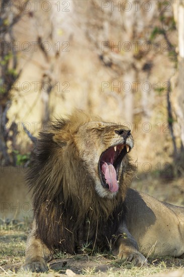 Lion (Panthera leo)