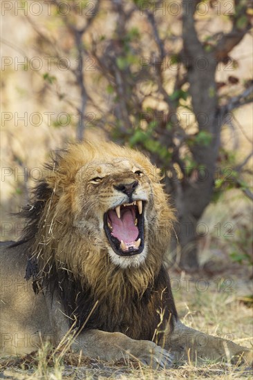 Lion (Panthera leo)