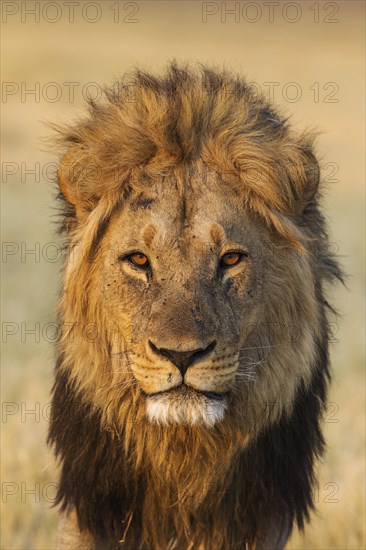 Lion (Panthera leo)