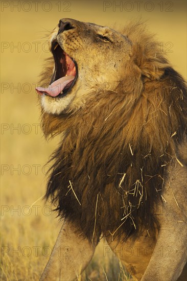 Lion (Panthera leo)