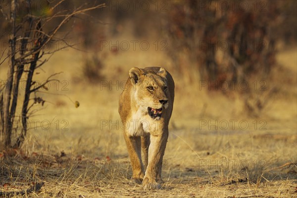 Lion (Panthera leo)