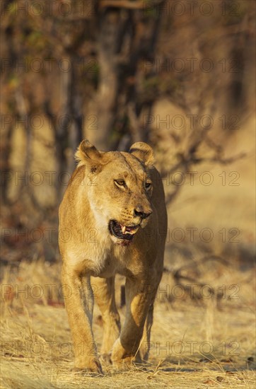 Lion (Panthera leo)
