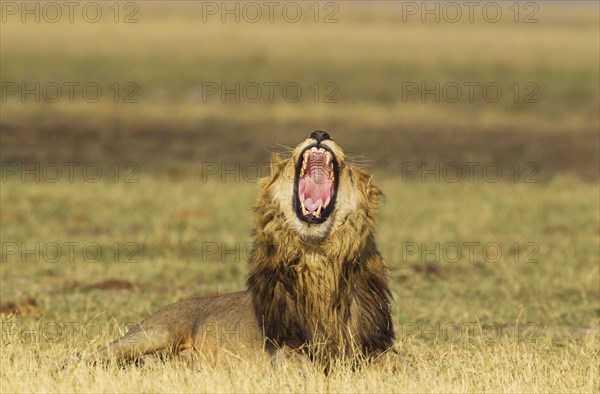 Lion (Panthera leo)