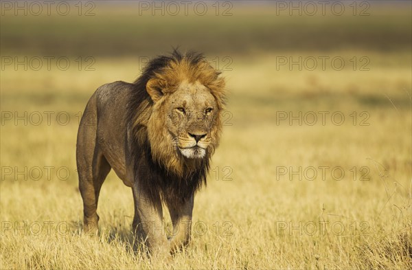 Lion (Panthera leo)