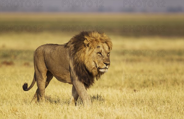 Lion (Panthera leo)