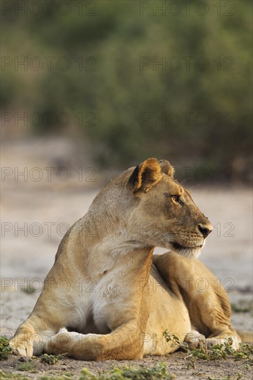 Lion (Panthera leo)