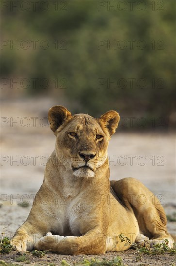 Lion (Panthera leo)