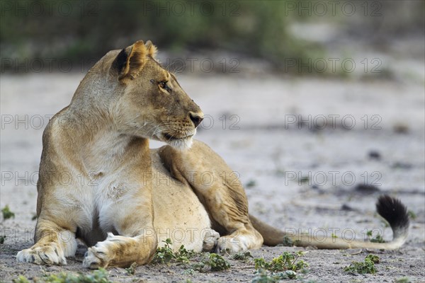 Lion (Panthera leo)