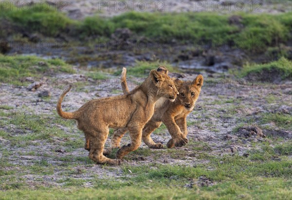Lion (Panthera leo)