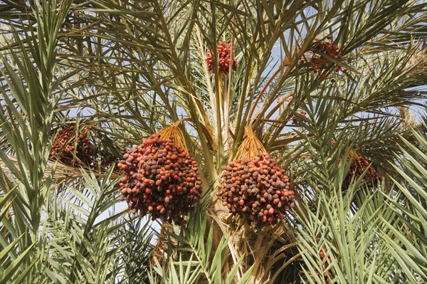 Bunches of ripe dates at a date palm (Phoenix dactylifera)