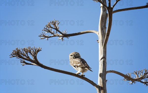 The partly diurnal Little Owl (Athene noctua)