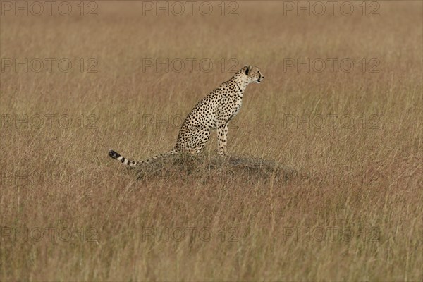 Cheetah (Acinonyx jubatus) sitting on a termite mound