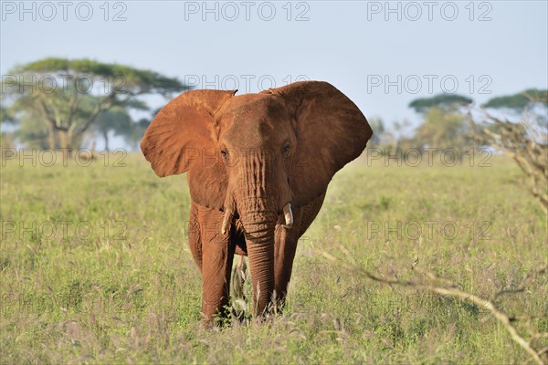 African Elephant bull (Loxodonta africana) in the morning light