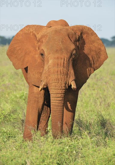 African Elephant bull (Loxodonta africana) in the morning light