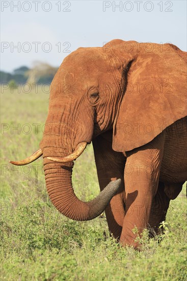 African Elephant bull (Loxodonta africana) in the morning light