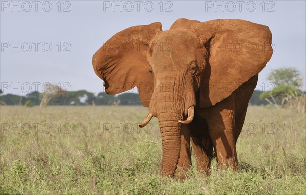African Elephant bull (Loxodonta africana) in the morning light