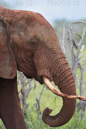 African Elephant bull (Loxodonta africana)