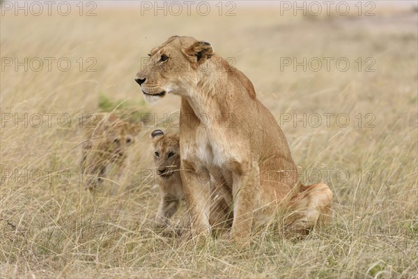 Lioness (Panthera leo) with cubs