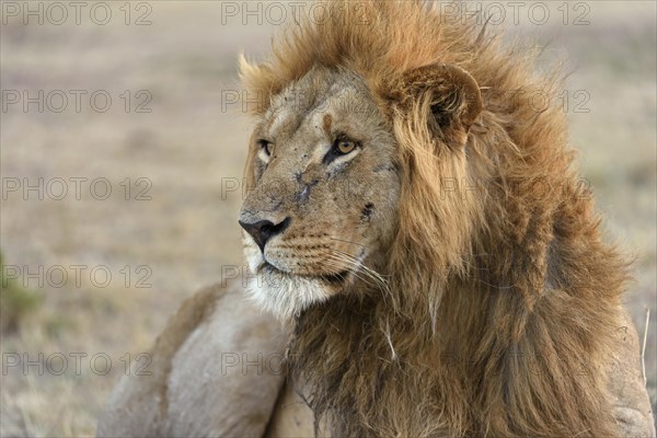 Male lion (Panthera leo)