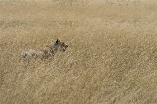 Lioness (Panthera leo) on the lookout