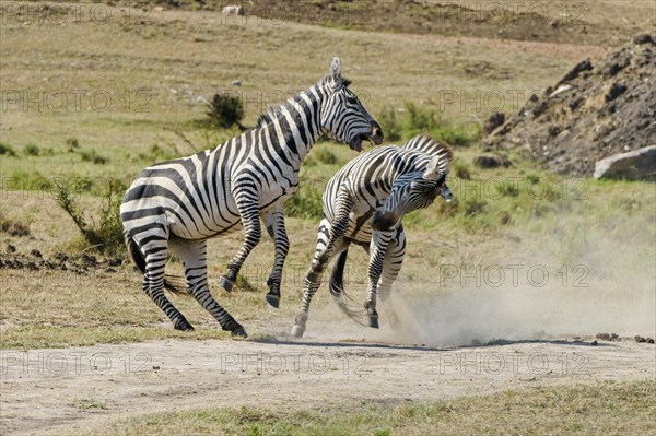Zebras (Equus quagga)