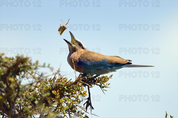 Purple roller (Coracias naevia)