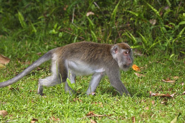 Crab-eating Macaque (Macaca fascicularis)