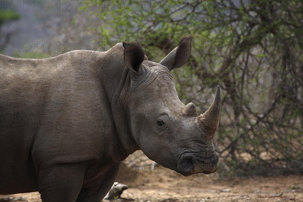 White Rhinoceros (Ceratotherium simum)