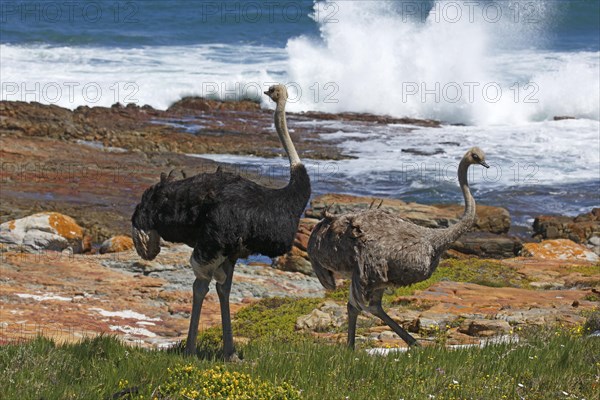Southern ostriches (Struthio camelus australis)