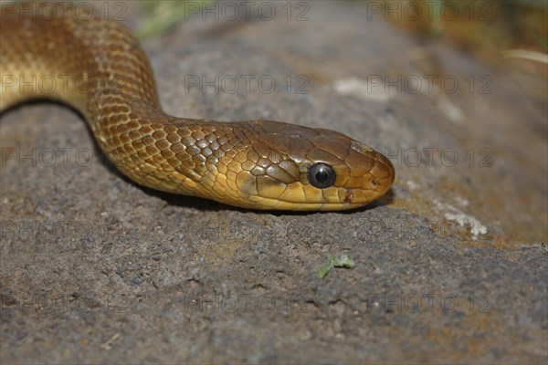 Aesculapian snake (Zamenis longissimus)