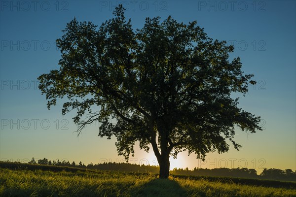 Old English Oak (Quercus robur)