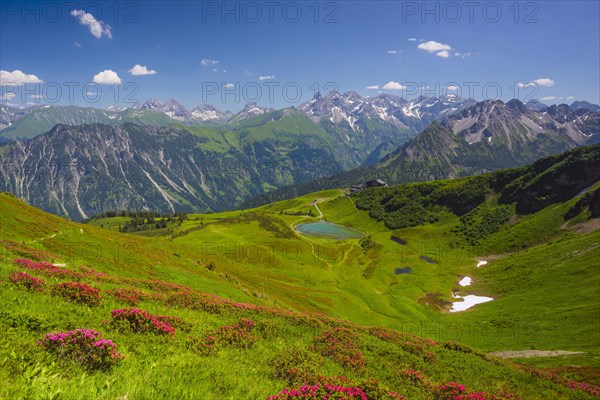 Alpenrosenblute