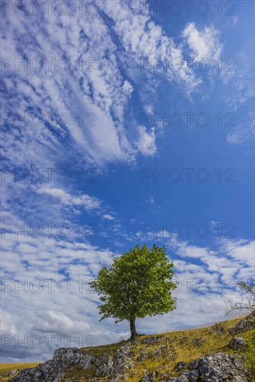 European beech (Fagus sylvatica)