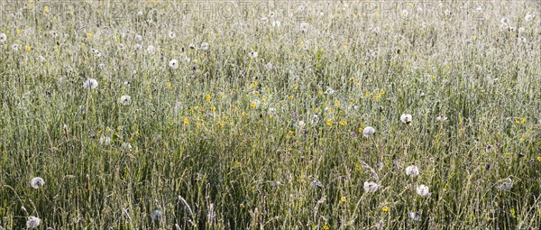 Flowering meadow with morning dew