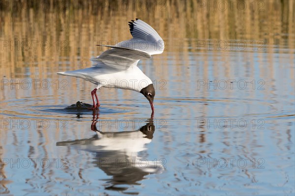 Black-headed Gull (Chroicocephalus ridibundus) catching prey