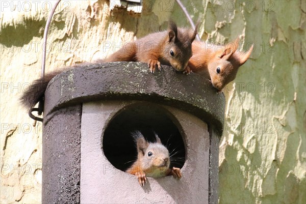 Three young squirrels (Sciurus vulgaris) on owl nesting box