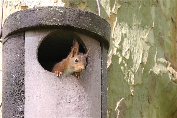 Young squirrel (Sciurus vulgaris) looking out of owl nesting box