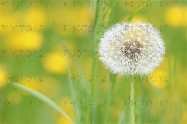 Dandelion seed head (Taraxacum)