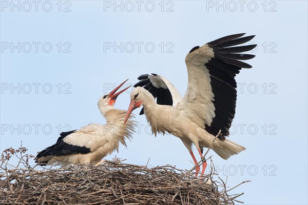White Stork (Ciconia ciconia) landing on the nest