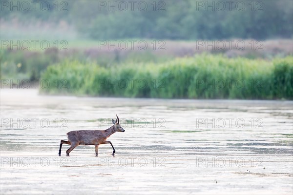 Roebuck (Capreolus capreolus) wading through shallow water