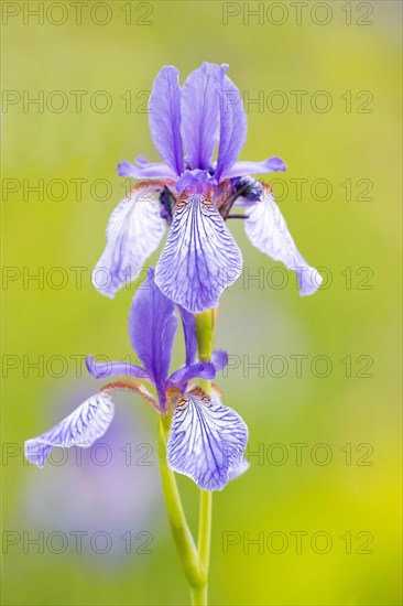 Siberian iris (Iris sibirica)