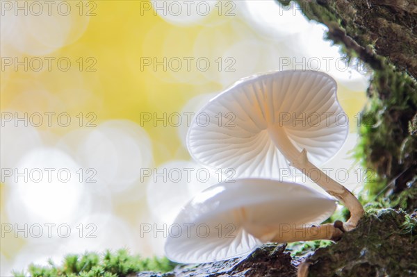 Porcelain fungus (Oudemansiella mucida)
