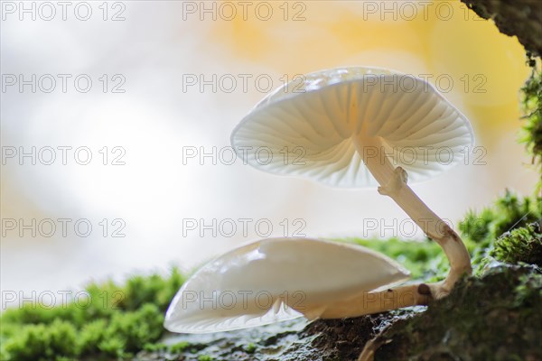 Porcelain fungi (Oudemansiella mucida)