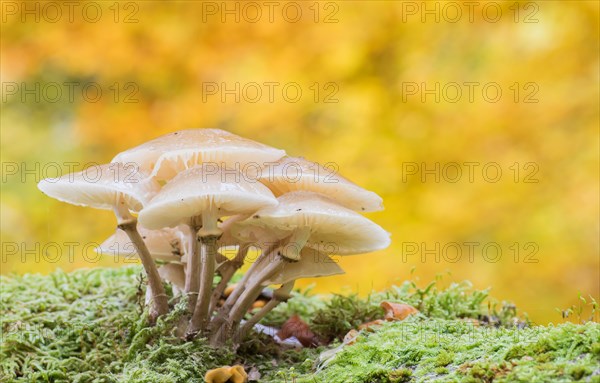 Porcelain fungi (Oudemansiella mucida) on moss