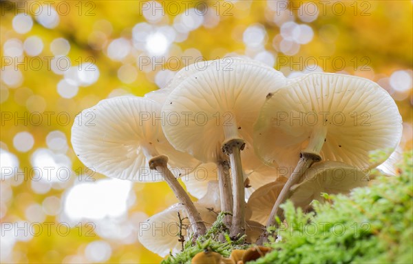 Porcelain fungi (Oudemansiella mucida) on moss