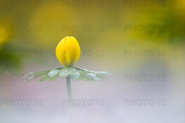 Winter Aconite (Eranthis hyemalis) at flowering