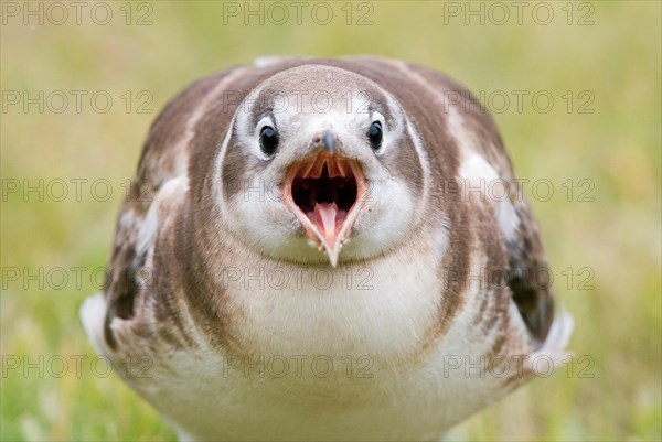 Begging young Black-headed gull (Larus ridibundus)